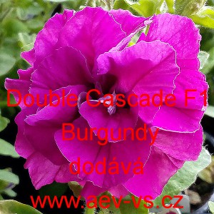 Pet&uacute;nie velkokvět&aacute; plnokvět&aacute; Double Cascade F1 Burgundy