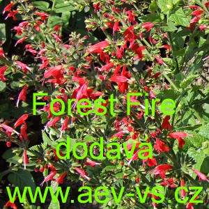 &Scaron;alvěj &scaron;arlatov&aacute; Forest Fire