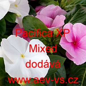 Barv&iacute;nek růžov&yacute; Pacifica XP Mixed