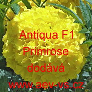Aksamitn&iacute;k vzpř&iacute;men&yacute; nana Antigua F1 Primrose