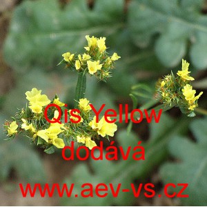 Limonka chobotnat&aacute; statice Qis Yellow