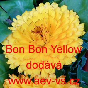 Měs&iacute;ček l&eacute;kařsk&yacute; Bon Bon Yellow