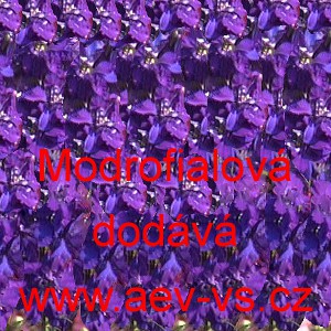 Ostrožka stračka Modrofialov&aacute;