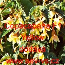 Kysala bolivijsk&aacute; převisl&aacute; Copacabana F1 Yellow