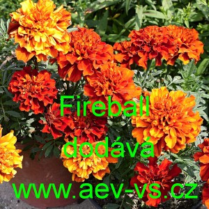 Aksamitn&iacute;k rozkladit&yacute; Fireball