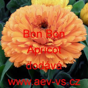 Měs&iacute;ček l&eacute;kařsk&yacute; Bon Bon Apricot