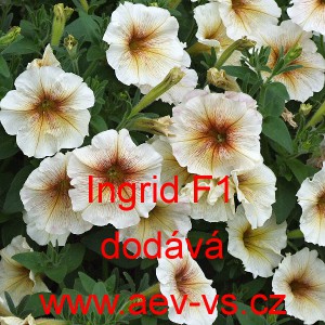 Pet&uacute;nie mnohokvět&aacute; Ingrid F1