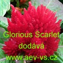 Nevadlec stř&iacute;brn&yacute; hřebenit&yacute;, latnat&yacute; Glorious Scarlet