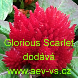 Nevadlec stř&iacute;brn&yacute; hřebenit&yacute;, latnat&yacute; Glorious Scarlet