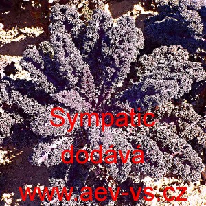 Kapusta kadeřav&aacute; kadeř&aacute;vek červen&yacute; Sympatic