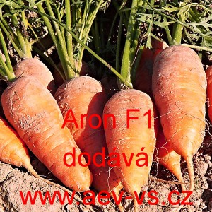 Mrkev obecn&aacute; hybridn&iacute;  Aron F1 - typ Chantenay 