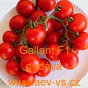 Rajče tyčkov&eacute; hybridn&iacute; Gallant F1