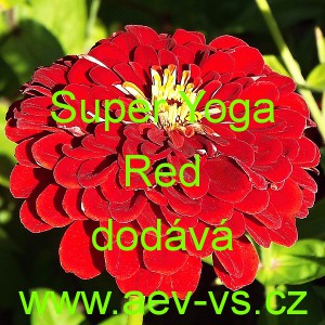 Ost&aacute;lka sličn&aacute;, lep&aacute; Super Yoga Red