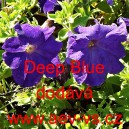 Pet&uacute;nie zkř&iacute;žen&aacute; velkokvět&aacute; Mistral F1 Deep Blue