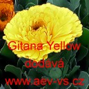 Měs&iacute;ček l&eacute;kařsk&yacute; Gitana Yellow Mini