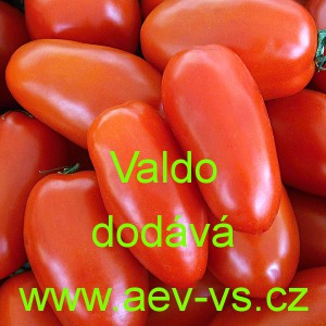 Rajče tyčkov&eacute; Valdo