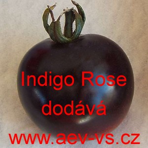 Rajče tyčkov&eacute; Indigo Rose