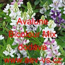 Vlč&iacute; bob Hartwegův, lupina Avalune Bicolour Mix