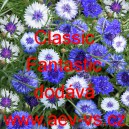 Chrpa modr&aacute;, poln&iacute; Classic Fantastic