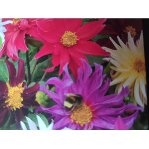 Jiřinka proměnliv&aacute; Dwarf Cactus Mixed