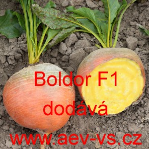Řepa žlut&aacute; sal&aacute;tov&aacute; Boldor F1