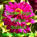 Ost&aacute;lka sličn&aacute;, lep&aacute; Super Yoga Purpur