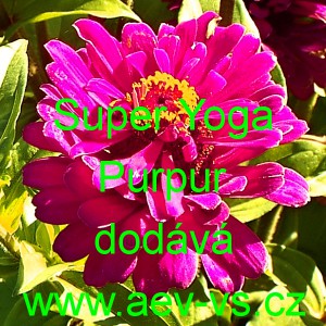 Ost&aacute;lka sličn&aacute;, lep&aacute; Super Yoga Purpur