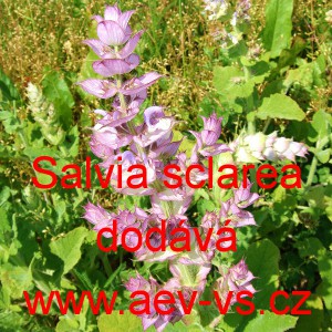 &Scaron;alvěj mu&scaron;k&aacute;tov&aacute;