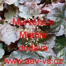 Dlužicha americk&aacute; Marvelous Marble