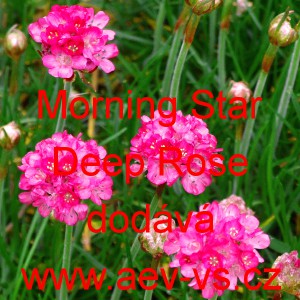 Tr&aacute;vnička př&iacute;mořsk&aacute; Morning Star Deep Rose