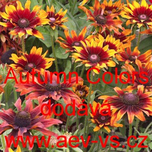Třapatka srstnat&aacute; Autumn Colors
