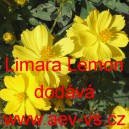 Kr&aacute;senka žlut&aacute;, s&iacute;rožlut&aacute; Limara Lemon