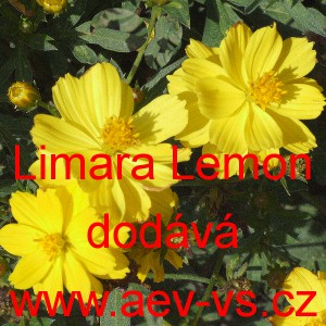 Kr&aacute;senka žlut&aacute;, s&iacute;rožlut&aacute; Limara Lemon