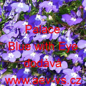 Lobelka drobn&aacute; Palace Blue with Eye