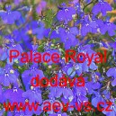 Lobelka drobn&aacute; Palace Royal