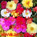 &Scaron;rucha velkokvět&aacute; Sundial F1 Caliente Mix