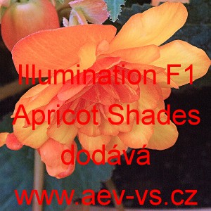 Kysala velkokvět&aacute;, hl&iacute;znat&aacute;, beg&oacute;nie Illumination F1 Apricot Shades 