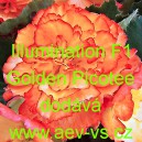 Kysala velkokvět&aacute;, hl&iacute;znat&aacute;, beg&oacute;nie Illumination F1 Golden Picotee