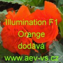 Kysala velkokvět&aacute;, hl&iacute;znat&aacute;, beg&oacute;nie Illumination F1 Orange