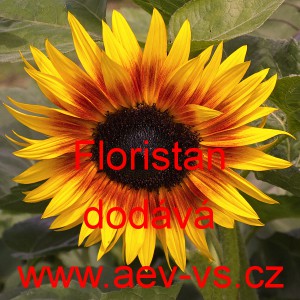 Slunečnice ročn&iacute; Floristan