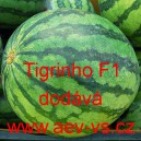 Meloun vodn&iacute; hybridn&iacute; Tigrinho F1