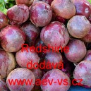 Řepa červen&aacute; sal&aacute;tov&aacute; Redshine