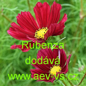 Kr&aacute;senka zpeřen&aacute; Rubenza