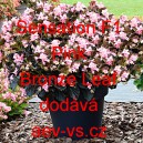 Kysala mezidruhov&aacute; Sensation F1 Pink Bronze Leaf