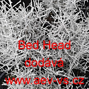 Kr&aacute;snohl&aacute;vek, kalocefalus Brownův Bed Head