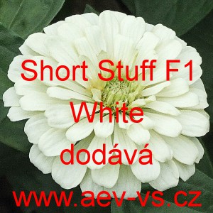 Ost&aacute;lka sličn&aacute;, lep&aacute; Short Stuff F1 White