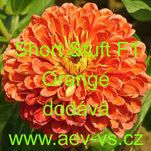 Ost&aacute;lka sličn&aacute;, lep&aacute; Short Stuff F1 Orange