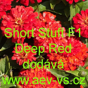 Ost&aacute;lka sličn&aacute;, lep&aacute; Short Stuff F1 Deep Red