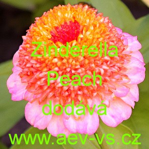 Ost&aacute;lka sličn&aacute;, lep&aacute; Zinderella Peach