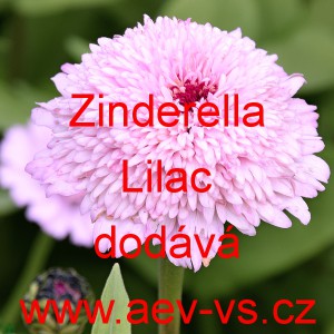 Ost&aacute;lka sličn&aacute;, lep&aacute; Zinderella Lilac